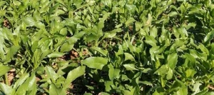 Carthame non traité