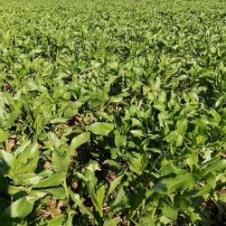 Carthame non traité