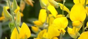 Crotalaire non traité