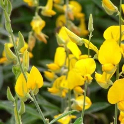 Crotalaire non traité