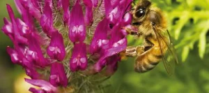 Couverts ISOL PRONECTAR UAB non traité