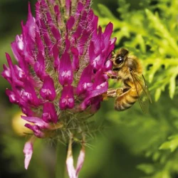 Couverts ISOL PRONECTAR UAB non traité