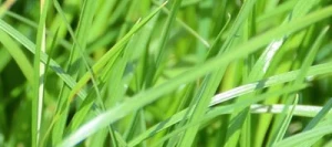 Fétuque élevée ROSTUQUE AB non traité