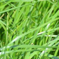 Fétuque élevée ROSTUQUE AB non traité