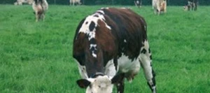 Ray grass Anglais MERCEDES AB non traité