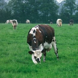 Ray grass Anglais MERCEDES AB non traité