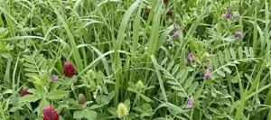 Mélange fourrager HERB'ACTIV M-BOLT non traité