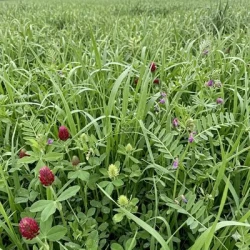 Mélange fourrager HERB'ACTIV M-BOLT non traité