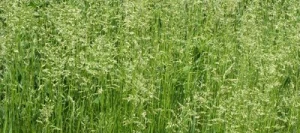 Paturin commun DASAS non traité