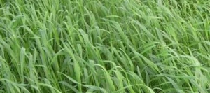 Avoine rude IAPAR 61 non traité