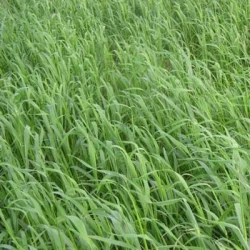 Avoine rude IAPAR 61 non traité