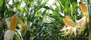 Maïs précoce ATLANTICO REDIGO - KORIT 420 FS