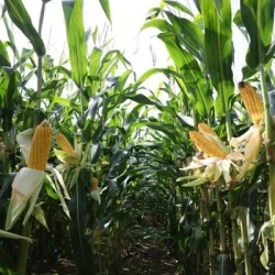 Maïs précoce ATLANTICO REDIGO - KORIT 420 FS