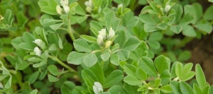 Fenugrec AB non traité