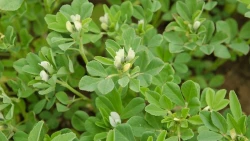 Fenugrec AB non traité