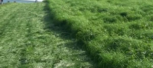 Teff grass STEFFANIE non traité