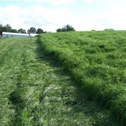 Teff grass STEFFANIE non traité