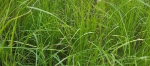 Teff grass non traité