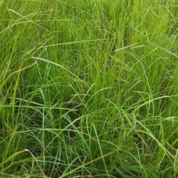 Teff grass non traité