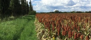Sorgho Grain pour gibier non traité