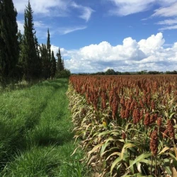 Sorgho Grain pour gibier non traité