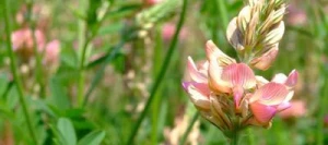 Sainfoin double PERDIX en cosse non traité