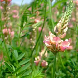 Sainfoin double PERDIX en cosse non traité