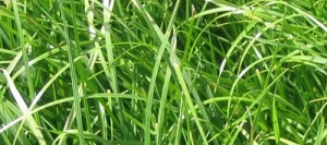 Ray grass hybride GALA non traité