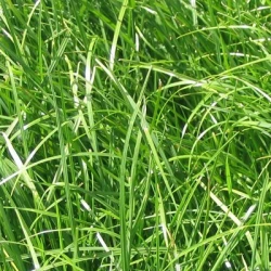 Ray grass hybride GALA non traité