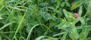 Mélange prairie LUZA'MIX non traité