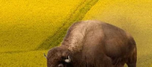 Colza KANZZAS non traité