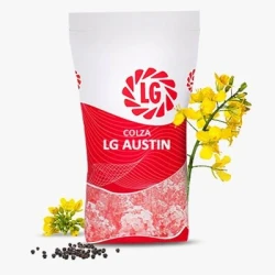 Colza AUSTIN non traité