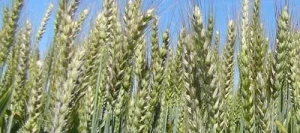 Blé tendre ARPITTETA AB traité vinaigre