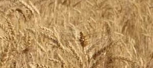 Blé tendre ASSANTUS AB traité vinaigre