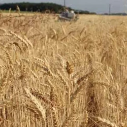 Blé tendre ASSANTUS AB traité vinaigre