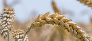 Blé tendre BEAUREGARD AB traité vinaigre