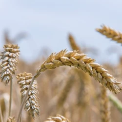Blé tendre BEAUREGARD AB traité vinaigre