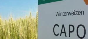 Blé tendre CAPO AB traité vinaigre