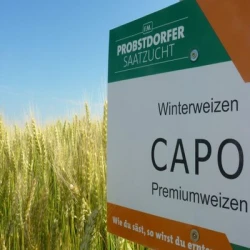 Blé tendre CAPO AB traité vinaigre