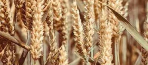 Blé tendre CASTADO AB traité vinaigre