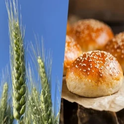 Blé tendre ACTIVITY AB Vinaigre et STICoP