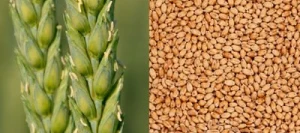 Blé tendre MOSSETTE AB traité vinaigre