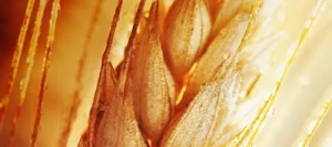 Blé tendre PHILDOR AB traité vinaigre