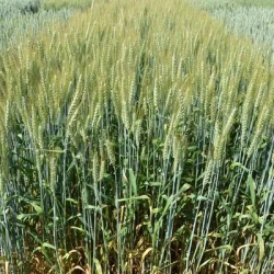 Blé tendre SPINAS AB traité vinaigre