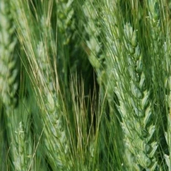 Blé tendre ADESSO AB traité vinaigre