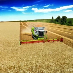 Blé tendre WINNER AB traité vinaigre
