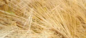 Blé tendre TOGANO AB Vinaigre et STICoP