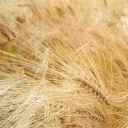 Blé tendre TOGANO AB Vinaigre et STICoP