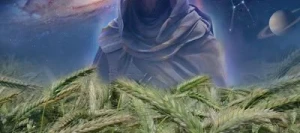 Triticale GALAXOR AB non traité