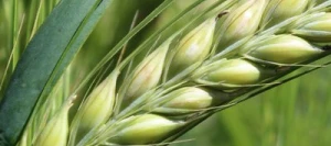 Orge 2R DUCHESSE AB non traité